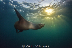 Sea lion in the late afternoon by Viktor Vrbovský 